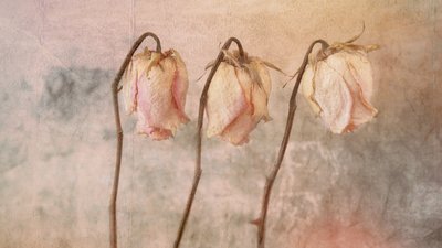 Tre vissna rosor av Marie-anne Stas