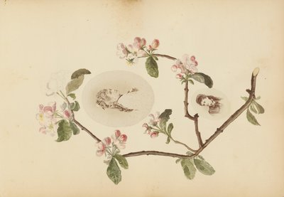Madame B-albumet av Marie-Blanche-Hennelle Fournier