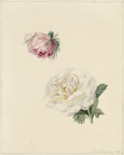 Studier av en rosa och en vit ros av Marie Louise Praetorius