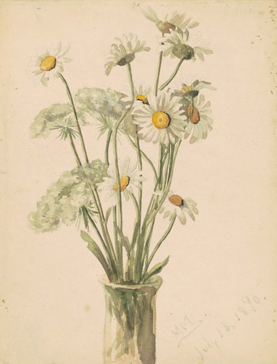 Daisies and Queen Anne