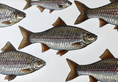 Illustration av en simmande fisk av Marina Kozyr
