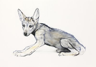 Adolescent Arabian Wolf Pup, 2009 (conte und charcoal på papper) av Mark Adlington