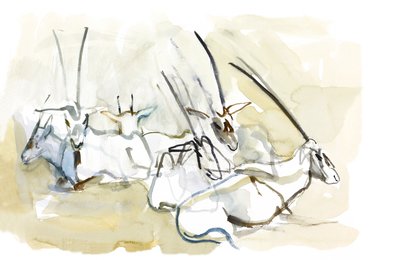 Arabian Oryx, 2010 (olja på papper) av Mark Adlington