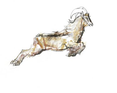 Arabian Tahr, 2009 (conte och kol på papper) av Mark Adlington