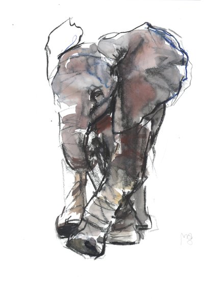 Bebiselefantstudie, 2018 av Mark Adlington