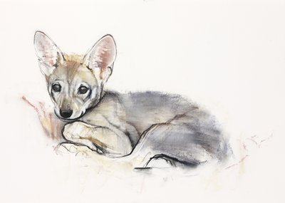 Curled Arabian Wolf Pup, 2009 (conte und charcoal på papper) av Mark Adlington