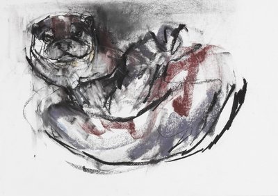 Dog Otter (charcoal und conte på papper) av Mark Adlington