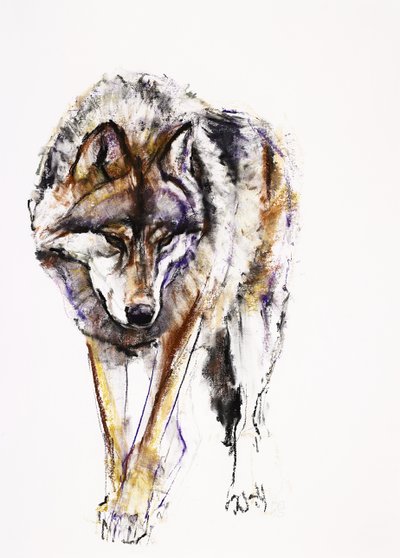 European Wolf (charcoal und conte på papper) av Mark Adlington