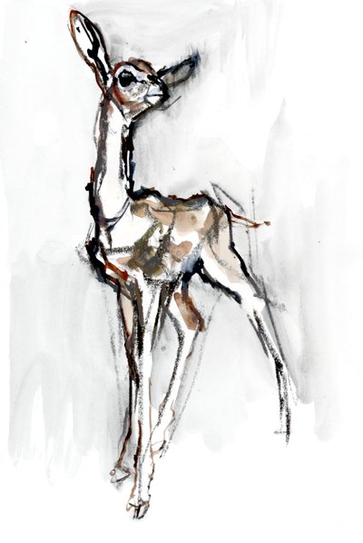 Gerenuk fawn, Sarara, 2018 av Mark Adlington