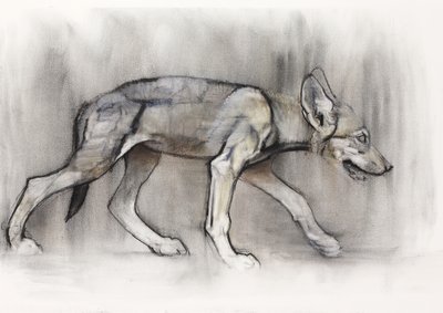 Lean Pup (arabisk varg), 2009 (conte und charcoal på papper) av Mark Adlington