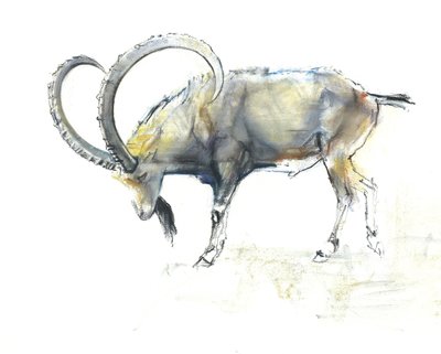 Nubisk stenbock, 2008 (conte och träkol på papper) av Mark Adlington