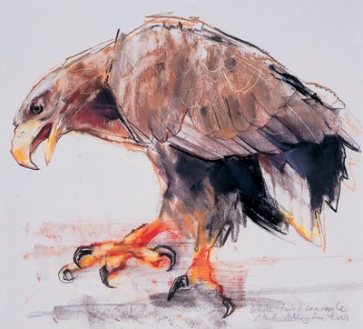 Raptor, 2001 (charcoal und conte på papper) av Mark Adlington