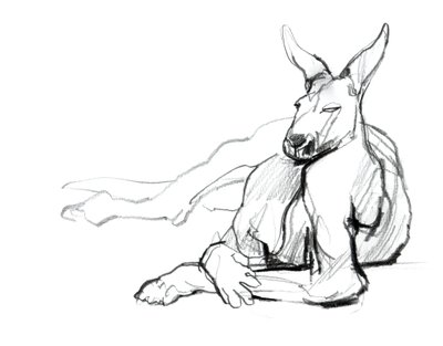 Vila idrottare (röd känguru), 2012, (grafit på papper) av Mark Adlington