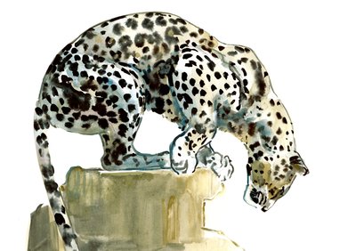Spine (arabisk leopard), 2015, (akvarell och gouache på papper) av Mark Adlington