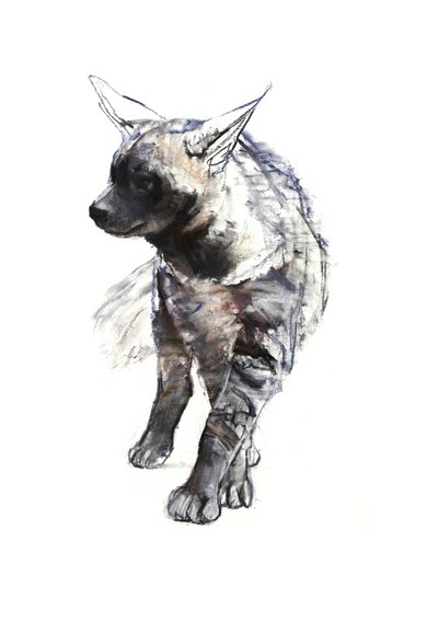 Hyaena-valp, 2010, (conté och pastell på papper) av Mark Adlington