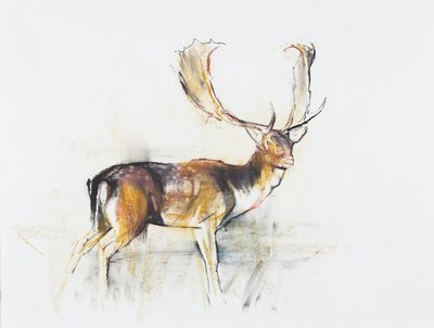 Studie av en hjort (charcoal und conte på papper) av Mark Adlington