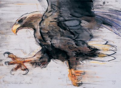 Talons - Havsörn, 2001 (charcoal und conte på papper) av Mark Adlington