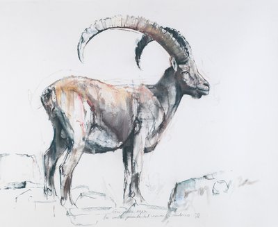 Venerando Stambecco, 2006 (charcoal und conte på papper) av Mark Adlington