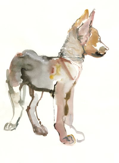 Waggle (arabisk vargvalp), 2011, (akvarell och gouache på papper) av Mark Adlington