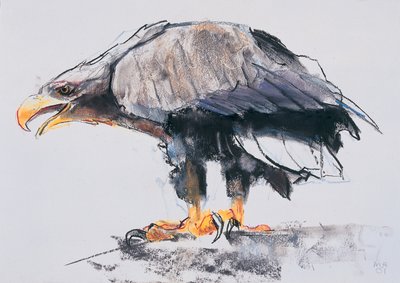 Havsörn, 2001 (charcoal und conte på papper) av Mark Adlington
