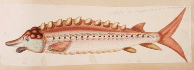 En fisk. av Mark Catesby
