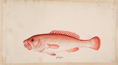 En fisk. av Mark Catesby
