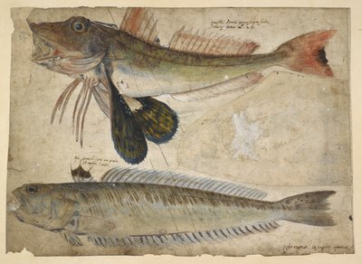 Lägg till. 5267, f.144 Teckningar av två fiskar, från ett 