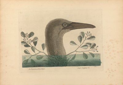 En Thymelaea foliis obtusis; Anseri Bassano &c: The Great Booby, Plate 86 från "Natural History of Carolina, Florida, and the Bahama Islands", volym I, 2:a upplagan, London 1754 av Mark Catesby