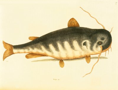 Havskatt, tavla 23, vol. 1 från "Natural History of Carolina, Florida and the Bahamas". av Mark Catesby