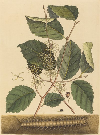 Centipede Scolopendra morsitans, publicerad 1731-1743. av Mark Catesby