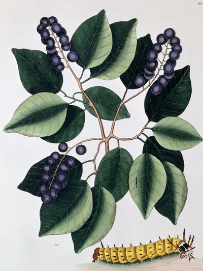 Pigeon Plum and a Great Horned Catterpillar, 1771 av Mark Catesby