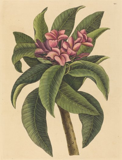 Röd Frangipanni Plumeria rubra, publicerad 1731-1743. av Mark Catesby