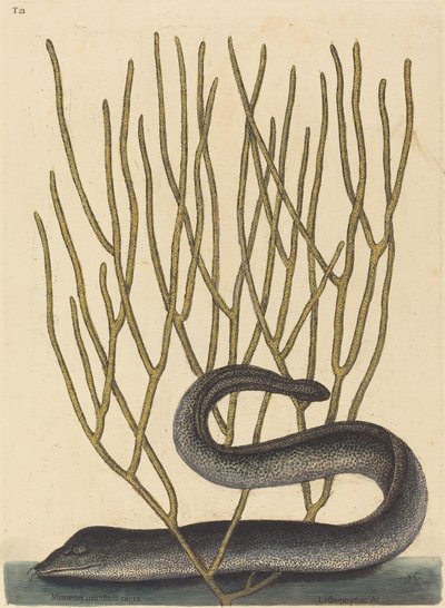 Den svarta Murayen av Mark Catesby
