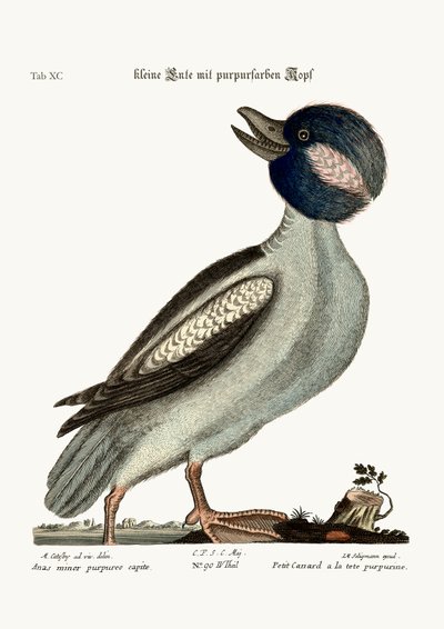Buffelns huvudanka, 1749-73 av Mark Catesby