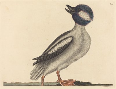 Buffelhuvudankan Anas bucephala, publicerad 1731-1743. av Mark Catesby