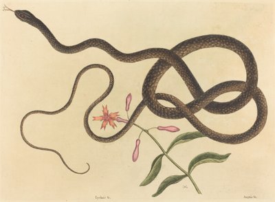Coach-piska Snake Coluber flagellum, publicerad 1731-1743. av Mark Catesby