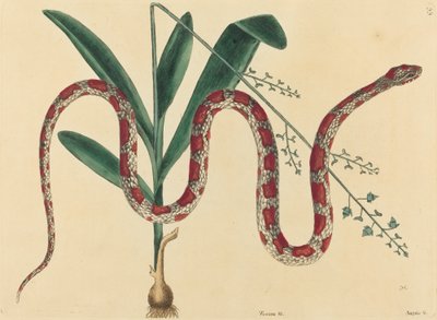 Corn Snake Coluber fulvius, publicerad 1731-1743. av Mark Catesby