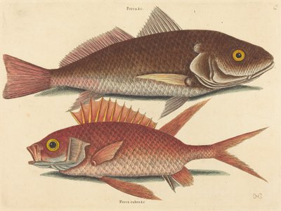 Krokaren (Perca undulata) av Mark Catesby