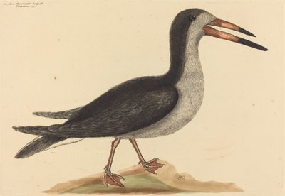 The Cutwater Rhynchops nigra, publicerad 1731-1743. av Mark Catesby