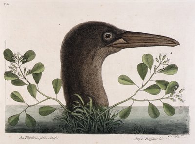 Storskuttan (An Thymelaea foliis obtusis, Anseri Bassano  c.) av Mark Catesby