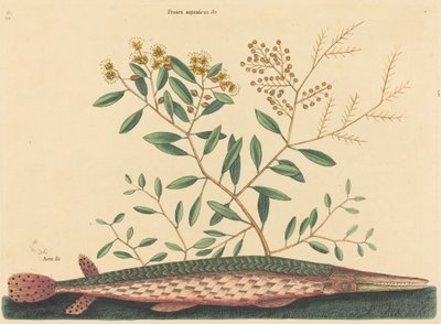 The Green Gar Fish Esox osseus, publicerad 1731-1743. av Mark Catesby