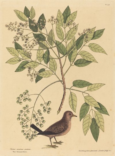The Ground Dove Columba passerina, publicerad 1731-1743. av Mark Catesby