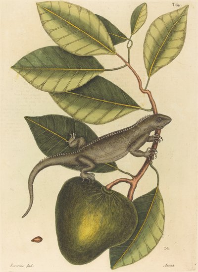 Guana Lacerta Iguana, publicerad 1731-1 av Mark Catesby