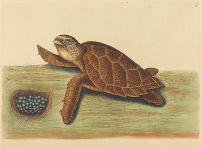 The Hawks-bill Turtle Testudo caretta, publicerad 1731-1743. av Mark Catesby