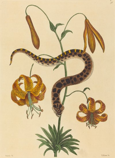 Hog-nose Snake (Boa contortrix) av Mark Catesby