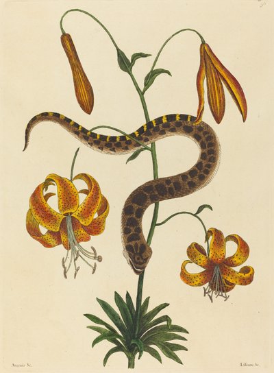 The Hog-nose Snake Boa contortrix, publicerad 1731-1743. av Mark Catesby