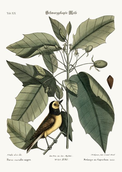 Huvmesen, 1749-73 av Mark Catesby