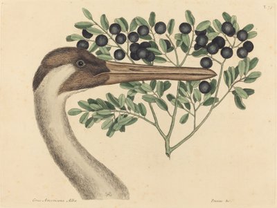 Hooping Crane Ardea Americana, publicerad 1731-1743. av Mark Catesby