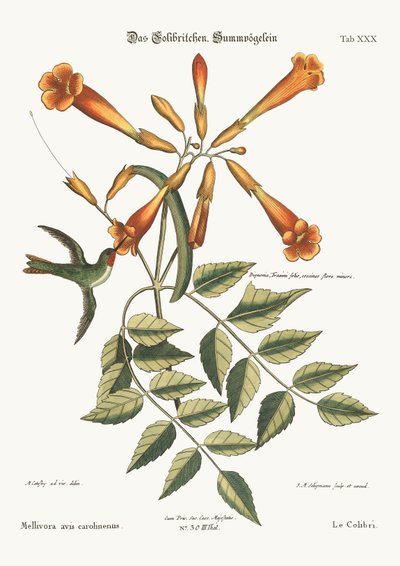 Kolibrien, 1749-73 av Mark Catesby