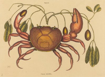 Landkrabban Cancer ruricola, publicerad 1731-1743. av Mark Catesby